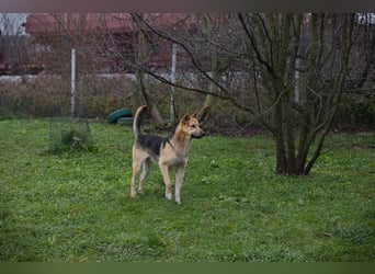 BASTI - der neugierige, aufmerksame Rüde möchte mit seiner Familie tolle Abenteuer erleben