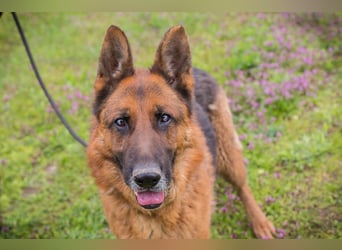 SANCHO - hundeerfahrene Menschen gesucht, die diesen tollen Rüden führen und leiten können!