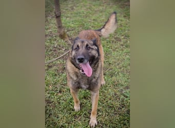 Chip-Nr. 214393 - ich suche einen Namen und am liebsten auch gleich ein neues Zuhause!