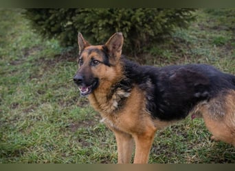 Schäferhund MONGI - lieb, brav und anhänglich