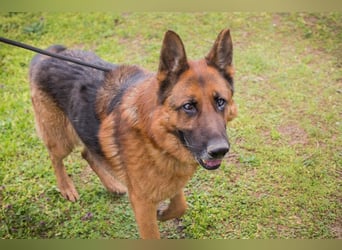 SANCHO - hundeerfahrene Menschen gesucht, die diesen tollen Rüden führen und leiten können!