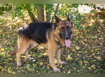 LOBO - der stattliche Rüde freut sich auf ein Zuhause auf Lebenszeit!