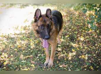 LOBO - der stattliche Rüde freut sich auf ein Zuhause auf Lebenszeit!