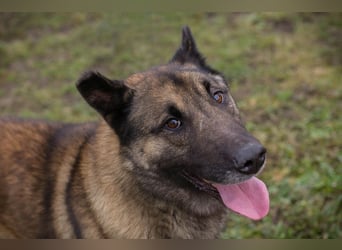 MANFRED - ich suche einen Namen und am liebsten auch gleich ein neues Zuhause!