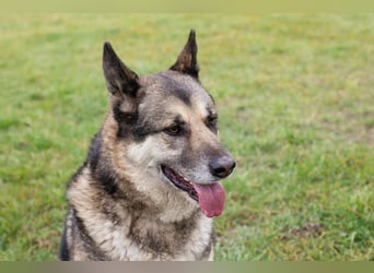 DAX - der hübsche Senior liebt Menschen, lernt schnell + gerne und sucht eine hundeerfahrene Familie