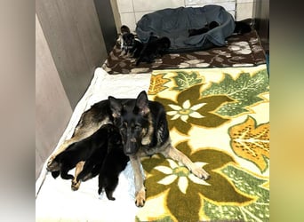 HAILEY - die abenteuerlustige Hündin möchte mit ihren Menschen die Welt entdecken!