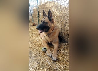 DORA - wer möchte der aktiven Seniorin viel Zeit und Liebe schenken?