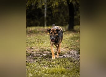 PRIYA - die freundliche Hündin liebt die Nähe der Menschen und sucht ein tolles Zuhause