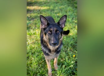 HAILEY - die abenteuerlustige Hündin möchte mit ihren Menschen die Welt entdecken!