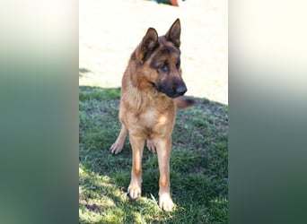 SANCHO - hundeerfahrene Menschen gesucht, die diesen tollen Rüden führen und leiten können!