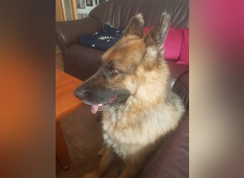 ASTOR ist bereits in Deutschland. Zum Kennenlernen können Sie ihn gerne besuchen.