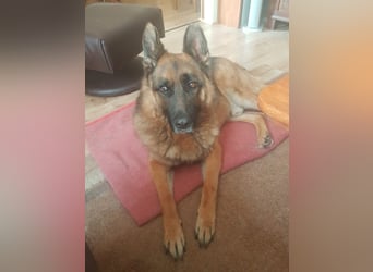 ASTOR ist bereits in Deutschland. Zum Kennenlernen können Sie ihn gerne besuchen.