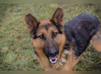 Schäferhund MONGI - lieb, brav und anhänglich