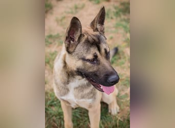 NINJO - ein Schäferhund Akita Mischling