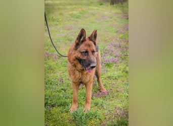 SANCHO - hundeerfahrene Menschen gesucht, die diesen tollen Rüden führen und leiten können!