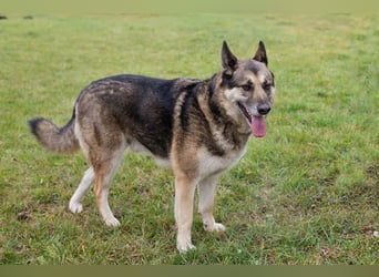 DAX - der hübsche Senior liebt Menschen, lernt schnell + gerne und sucht eine hundeerfahrene Familie