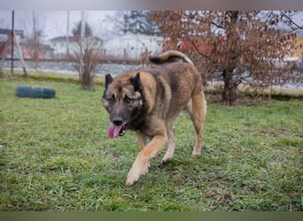 Chip-Nr. 214393 - ich suche einen Namen und am liebsten auch gleich ein neues Zuhause!