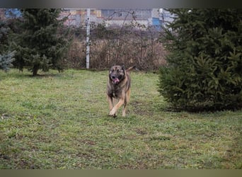 Manfred ist ein sehr lieber und freundlicher Schäferhund