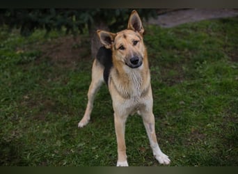 BASTI - der neugierige, aufmerksame Rüde möchte mit seiner Familie tolle Abenteuer erleben