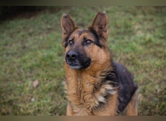 Schäferhund MONGI - lieb, brav und anhänglich