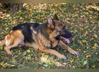 LOBO - der stattliche Rüde freut sich auf ein Zuhause auf Lebenszeit!