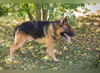 LOBO - der stattliche Rüde freut sich auf ein Zuhause auf Lebenszeit!