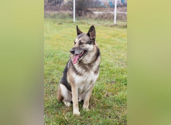 DAX - der hübsche Senior liebt Menschen, lernt schnell + gerne und sucht eine hundeerfahrene Familie