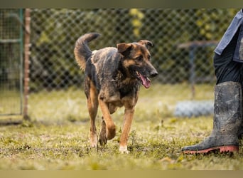 PRIYA - die freundliche Hündin liebt die Nähe der Menschen und sucht ein tolles Zuhause