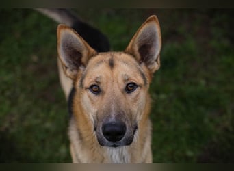 BASTI - der neugierige, aufmerksame Rüde möchte mit seiner Familie tolle Abenteuer erleben