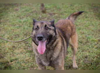 MANFRED - ich suche einen Namen und am liebsten auch gleich ein neues Zuhause!