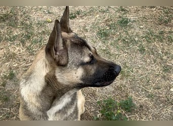 NINJO - ein Schäferhund Akita Mischling