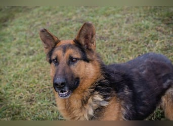 Schäferhund MONGI - lieb, brav und anhänglich