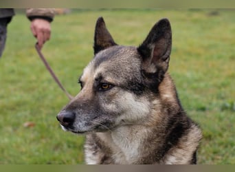 DAX - der hübsche Senior liebt Menschen, lernt schnell + gerne und sucht eine hundeerfahrene Familie