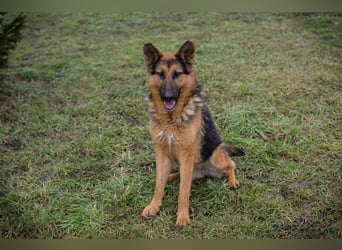 Schäferhund MONGI - lieb, brav und anhänglich