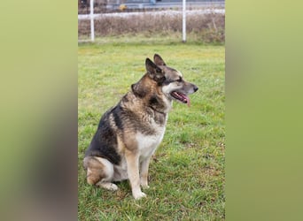 DAX - der hübsche Senior liebt Menschen, lernt schnell + gerne und sucht eine hundeerfahrene Familie