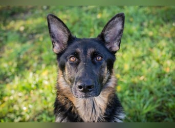 HAILEY - die abenteuerlustige Hündin möchte mit ihren Menschen die Welt entdecken!