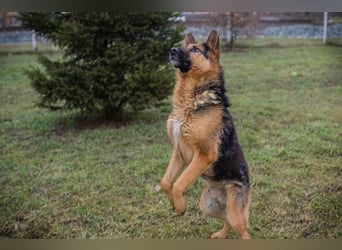 Schäferhund MONGI - lieb, brav und anhänglich