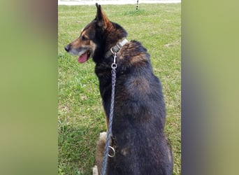 URMEL - die Welt ist viiiiiel schöner mit einem vierbeinigen Begleiter!!!