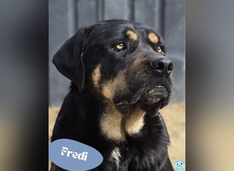 Fredi - zarte Seele sucht Halt