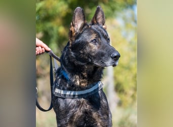 Bendi - freundlich, verträglich mit Hündinnen