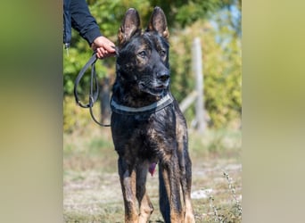 Bendi - freundlich, verträglich mit Hündinnen