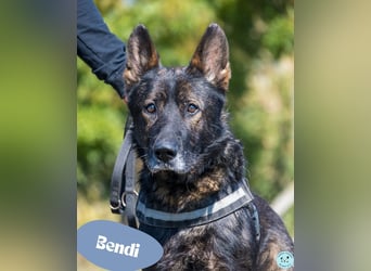 Bendi - freundlich, verträglich mit Hündinnen