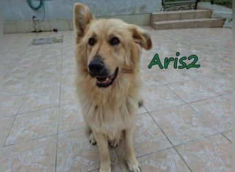 Aris2 geb. 02/2025 (GRC) - treuer, menschenbezogener Schäferhund-Mischling!