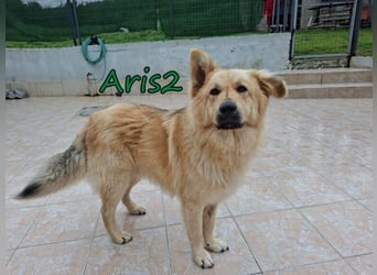 Aris2 geb. 02/2025 (GRC) - treuer, menschenbezogener Schäferhund-Mischling!