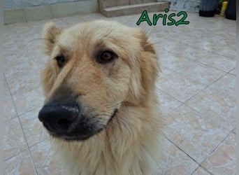 Aris2 geb. 02/2025 (GRC) - treuer, menschenbezogener Schäferhund-Mischling!