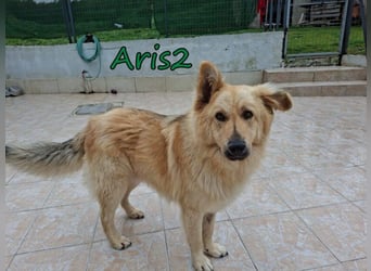 Aris2 geb. 02/2025 (GRC) - treuer, menschenbezogener Schäferhund-Mischling!