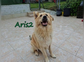 Aris2 geb. 02/2025 (GRC) - treuer, menschenbezogener Schäferhund-Mischling!