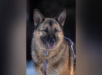 Menschenbezogene Lima sucht ihr Zuhause