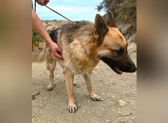 Aslan - Schäferhund-Mix Rüde - zutraulich, lernfreudig, offen