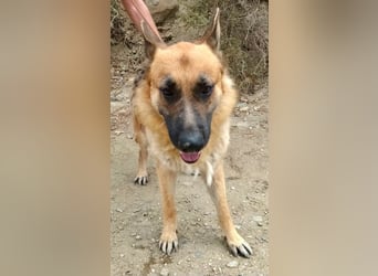 Aslan - Schäferhund-Mix Rüde - zutraulich, lernfreudig, offen